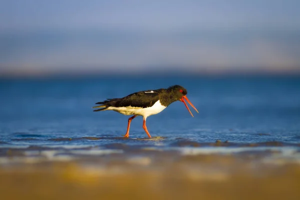 Eau Oiseau Oystercatcher Fond Naturel Coloré Oiseau Huîtrier Europe Haematopus — Photo
