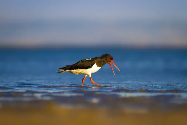 Wasser Und Vogelausternfischer Farbenfrohe Natur Hintergrund Vogel Eurasischer Austernfischer Haematopus — Stockfoto