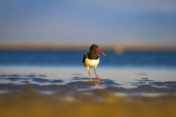 Eau Oiseau Oystercatcher Fond Naturel Coloré Oiseau Huîtrier Europe Haematopus — Photo