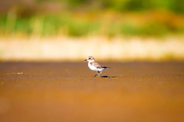 Joli Petit Oiseau Eau Fond Naturel Oiseau Eau Commun Pluvier — Photo