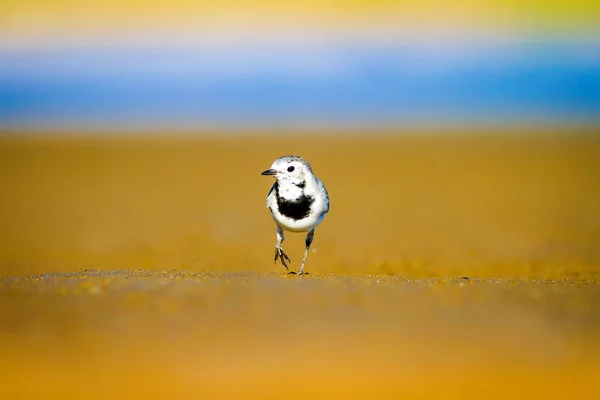 Bílém Přírodní Pozadí Modrého Moře Žlutého Písku Ptáček Bílý Motacilla — Stock fotografie