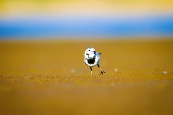 Bílém Přírodní Pozadí Modrého Moře Žlutého Písku Ptáček Bílý Motacilla — Stock fotografie