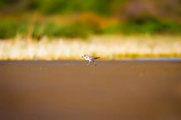 Słodki Ptaszek Wodny Środowisko Naturalne Ptak Wodny Kentish Plover Charadrius — Zdjęcie stockowe