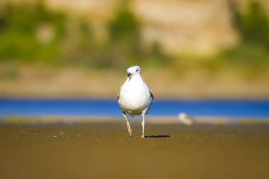 Sevimli kuş Martı. Mavi, sarı, yeşil doğa arka plan. Sarı bacaklı martı. Larus michahellis.