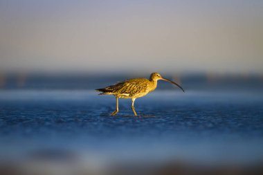 Avrasya Curlew. Su doğa arka plan. Kuş: Avrasya Curlew. Numenius arquata.