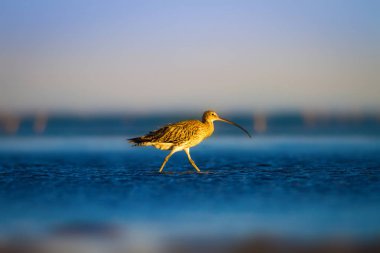 Avrasya Curlew. Su doğa arka plan. Kuş: Avrasya Curlew. Numenius arquata.
