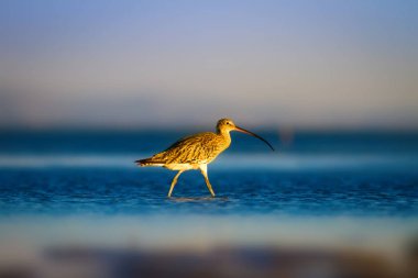 Avrasya Curlew. Su doğa arka plan. Kuş: Avrasya Curlew. Numenius arquata.
