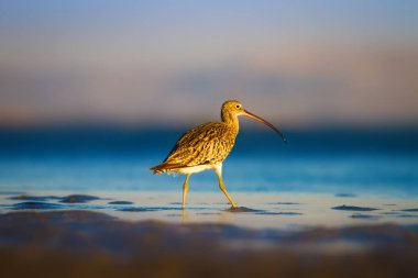 Avrasya Curlew. Su doğa arka plan. Kuş: Avrasya Curlew. Numenius arquata.