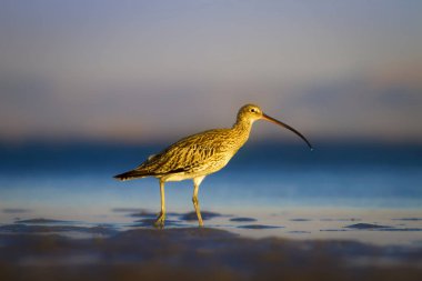 Avrasya Curlew. Su doğa arka plan. Kuş: Avrasya Curlew. Numenius arquata.