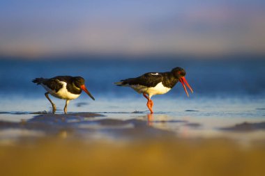 Su ve kuş Oystercatcher. Renkli doğa arka plan. Kuş: Avrasya İstiridye Tutucu Haematopus ostralegus