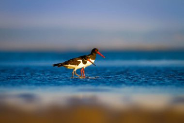 Su ve kuş Oystercatcher. Renkli doğa arka plan. Kuş: Avrasya İstiridye Tutucu Haematopus ostralegus