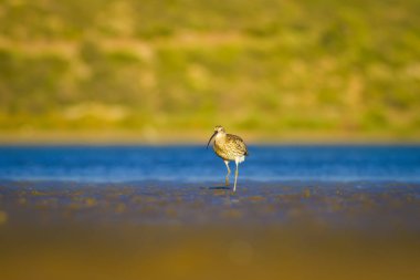 Avrasya Curlew. Su doğa arka plan. Kuş: Avrasya Curlew. Numenius arquata.