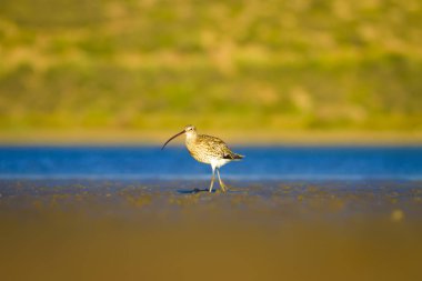 Avrasya Curlew. Su doğa arka plan. Kuş: Avrasya Curlew. Numenius arquata.