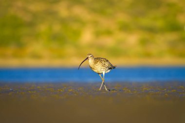 Avrasya Curlew. Su doğa arka plan. Kuş: Avrasya Curlew. Numenius arquata.