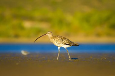 Avrasya Curlew. Su doğa arka plan. Kuş: Avrasya Curlew. Numenius arquata.