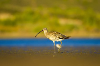 Avrasya Curlew. Su doğa arka plan. Kuş: Avrasya Curlew. Numenius arquata.