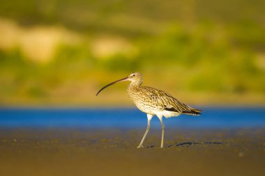 Avrasya Curlew. Su doğa arka plan. Kuş: Avrasya Curlew. Numenius arquata.