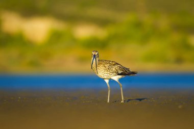Avrasya Curlew. Su doğa arka plan. Kuş: Avrasya Curlew. Numenius arquata.