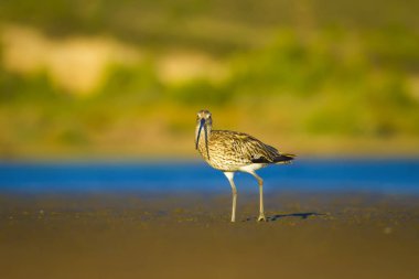 Avrasya Curlew. Su doğa arka plan. Kuş: Avrasya Curlew. Numenius arquata.