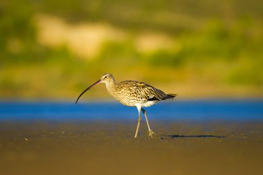 Avrasya Curlew. Su doğa arka plan. Kuş: Avrasya Curlew. Numenius arquata.
