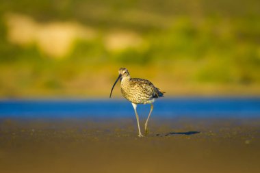 Avrasya Curlew. Su doğa arka plan. Kuş: Avrasya Curlew. Numenius arquata.