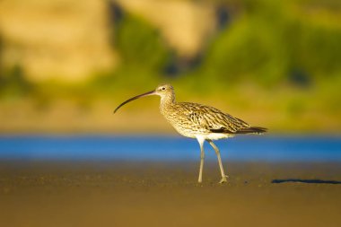 Avrasya Curlew. Su doğa arka plan. Kuş: Avrasya Curlew. Numenius arquata.