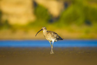 Avrasya Curlew. Su doğa arka plan. Kuş: Avrasya Curlew. Numenius arquata.