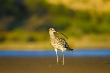 Avrasya Curlew. Su doğa arka plan. Kuş: Avrasya Curlew. Numenius arquata.