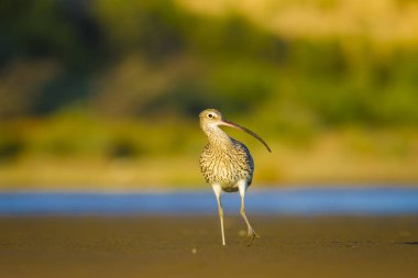 Avrasya Curlew. Su doğa arka plan. Kuş: Avrasya Curlew. Numenius arquata.
