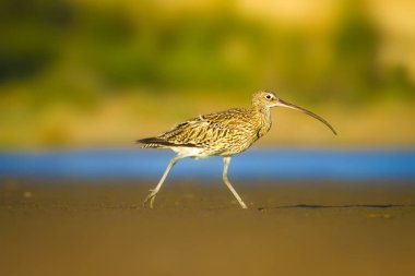 Avrasya Curlew. Su doğa arka plan. Kuş: Avrasya Curlew. Numenius arquata.