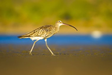 Avrasya Curlew. Su doğa arka plan. Kuş: Avrasya Curlew. Numenius arquata.