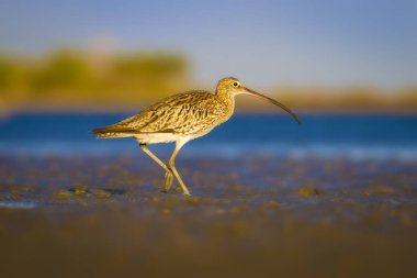 Avrasya Curlew. Su doğa arka plan. Kuş: Avrasya Curlew. Numenius arquata.