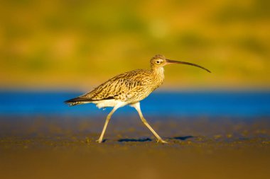 Avrasya Curlew. Su doğa arka plan. Kuş: Avrasya Curlew. Numenius arquata.