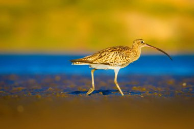 Avrasya Curlew. Su doğa arka plan. Kuş: Avrasya Curlew. Numenius arquata.