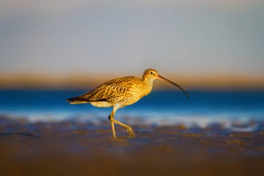 Avrasya Curlew. Su doğa arka plan. Kuş: Avrasya Curlew. Numenius arquata.