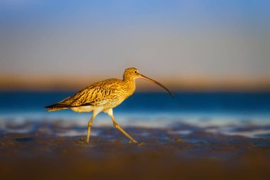 Avrasya Curlew. Su doğa arka plan. Kuş: Avrasya Curlew. Numenius arquata.