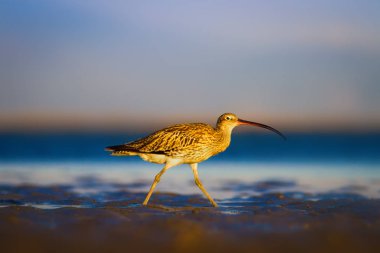 Avrasya Curlew. Su doğa arka plan. Kuş: Avrasya Curlew. Numenius arquata.