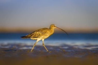 Avrasya Curlew. Su doğa arka plan. Kuş: Avrasya Curlew. Numenius arquata.
