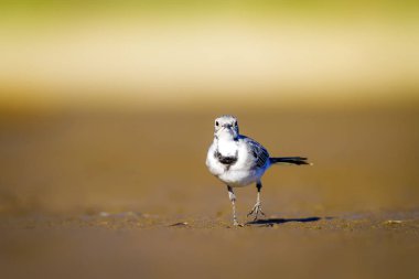 Beyaz Wagtail. Mavi deniz ve sarı kum doğa arka plan. Kuş: Beyaz Wagtail Motacilla alba.