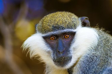 Sevimli vervet maymunu. Doğa arka planını bulanıklaştırın. Maymun portresi. 