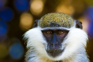 Sevimli vervet maymunu. Doğa arka planını bulanıklaştırın. Maymun portresi. 