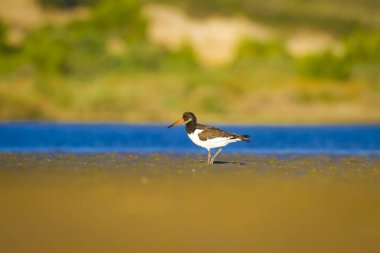 Su ve kuş Oystercatcher. Mavi, yeşil ve sarı arka plan. Bayağı Oystercatcher Haematopus ostralegus.