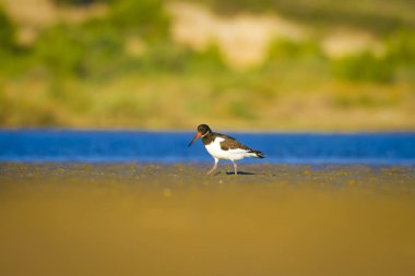 Su ve kuş Oystercatcher. Mavi, yeşil ve sarı arka plan. Bayağı Oystercatcher Haematopus ostralegus.