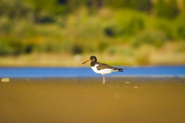 Su ve kuş Oystercatcher. Mavi, yeşil ve sarı arka plan. Bayağı Oystercatcher Haematopus ostralegus.