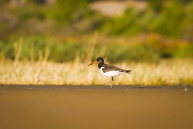 Su ve kuş Oystercatcher. Mavi, yeşil ve sarı arka plan. Bayağı Oystercatcher Haematopus ostralegus.