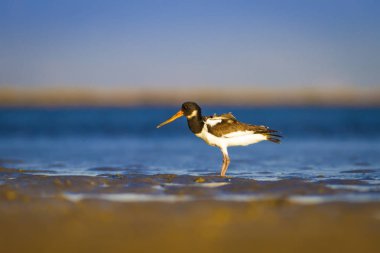 Su ve kuş Oystercatcher. Mavi, yeşil ve sarı arka plan. Bayağı Oystercatcher Haematopus ostralegus.