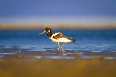 Su ve kuş Oystercatcher. Mavi, yeşil ve sarı arka plan. Bayağı Oystercatcher Haematopus ostralegus.