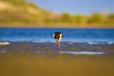 Su ve kuş Oystercatcher. Mavi, yeşil ve sarı arka plan. Bayağı Oystercatcher Haematopus ostralegus.