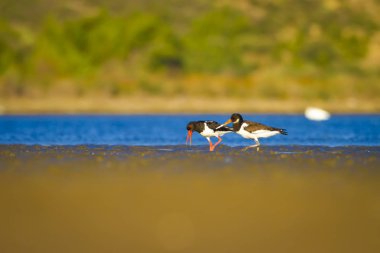 Su ve kuş Oystercatcher. Mavi, yeşil ve sarı arka plan. Bayağı Oystercatcher Haematopus ostralegus.