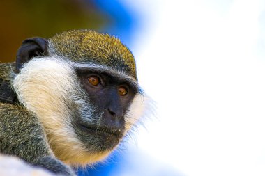 Sevimli vervet maymunu. Doğa arka planını bulanıklaştırın. Maymun portresi. 